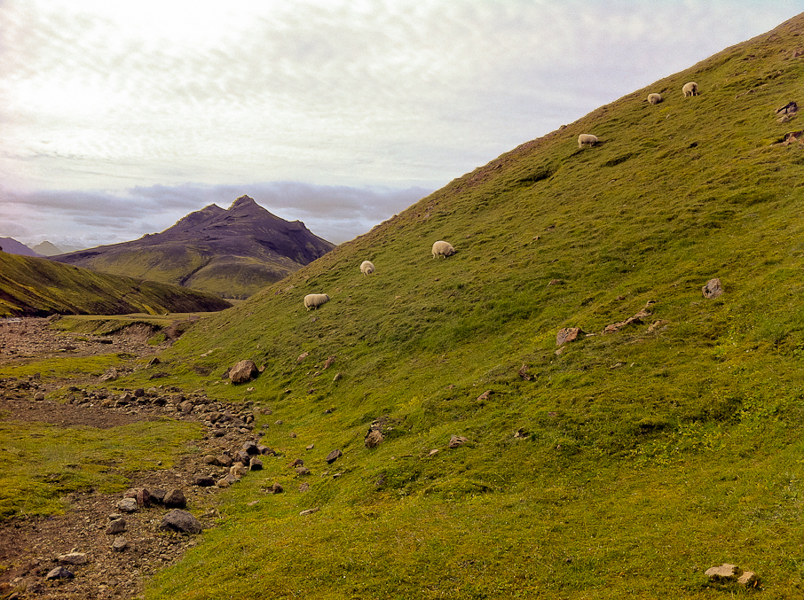 Free-range Icelandic sheep!